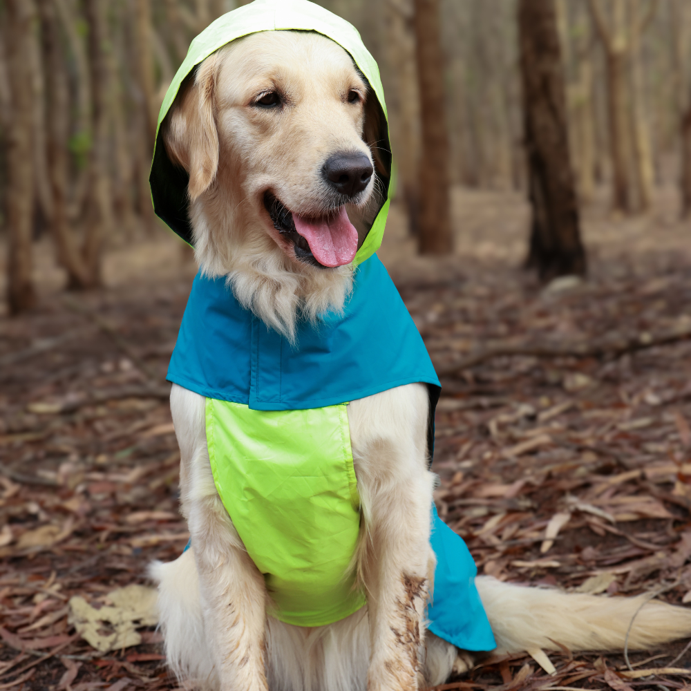 Splash-Proof Neon Blue- Dog Raincoat