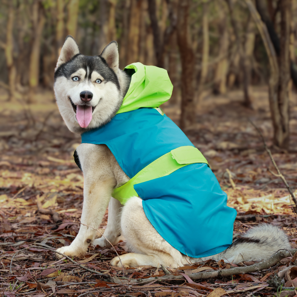 Rain Rover Dog Raincoats Pack of 2