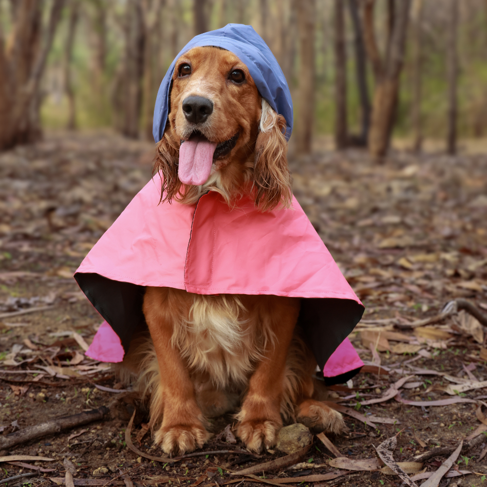 Cape Style Red Blue- Dog Raincoat