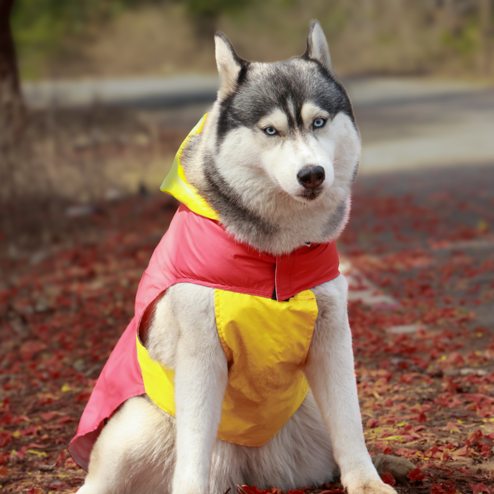Storm Dog Raincoats Pack of 2