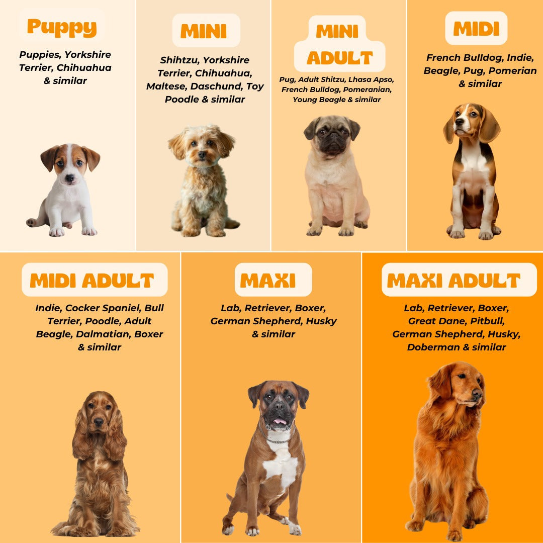 Rain Rover Dog Raincoats Pack of 2